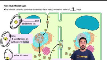 Plant VirusesPlant Virus Infection Cycle