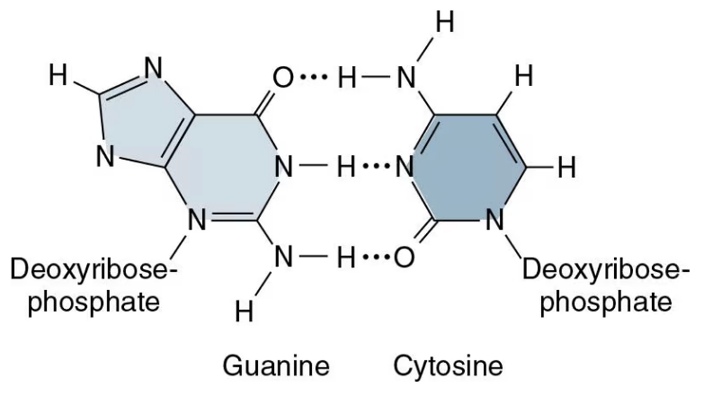 Chemical structure showing hydrogen bonds between guanine and cytosine nucleotides with deoxyribose-phosphate backbones.