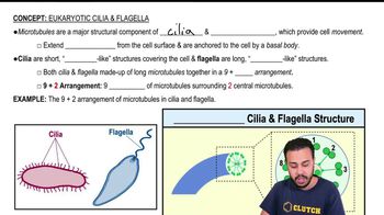 Eukaryotic Cilia & Flagella