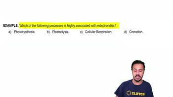 Mitochondria & Chloroplasts Example 1