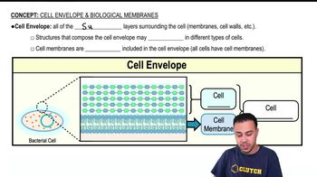 Biological Membranes