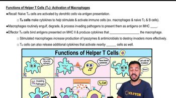 Functions of Helper T Cells (TH):Activation of Macrophages