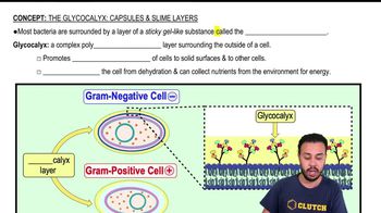 The Glycocalyx: Capsules & Slime Layers