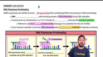 DNA Polymerase Proofreading