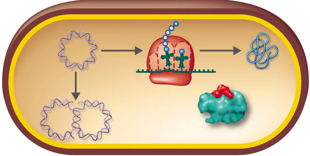 Diagram of antibiotic targets showing DNA replication, transcription, and protein synthesis processes inside a bacterial cell.