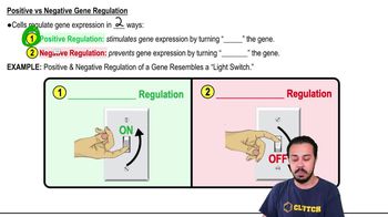Positive vs Negative Gene Regulation