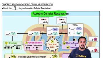 Review of Aerobic Cellular Respiration