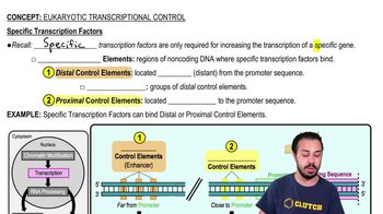 Eukaryotic Transcriptional Control