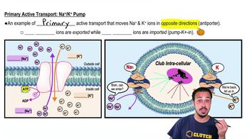 Primary Active Transport:Na+/K+ Pump
