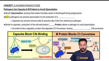 Pathogen Use Capsules & M Proteins to Avoid Opsonization