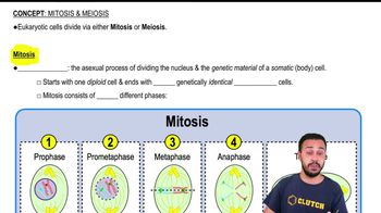 Mitosis