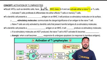 Activation of T Lymphocytes