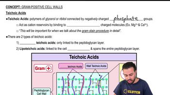 Teichoic Acids