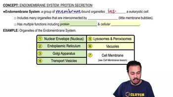 Endomembrane System: Protein Secretion