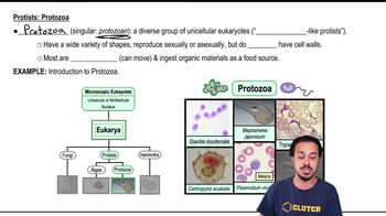 Protists:Protozoa