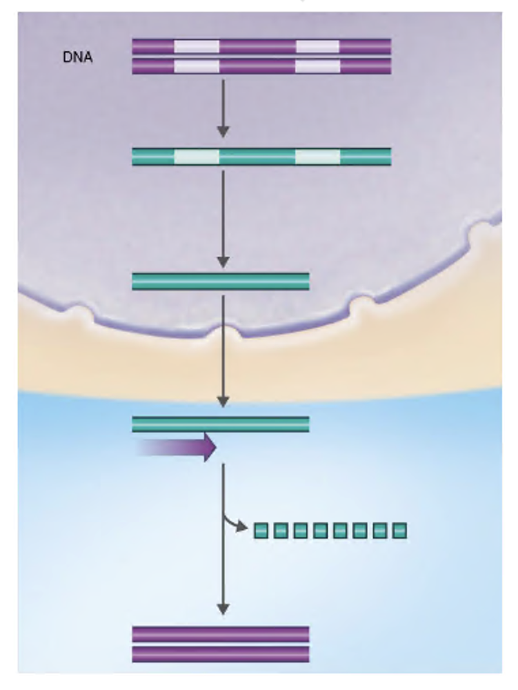 Diagram showing the process of making cDNA from DNA through transcription, RNA processing, reverse transcription, and DNA polymerase action.