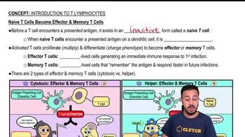 Naive T Cells Become Effector & Memory T Cells