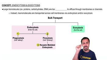 Endocytosis and Exocytosis