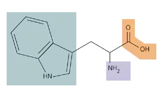 Structural diagram of tryptophan with carbon atoms labeled "C" and amino, carboxyl, and side groups identified.