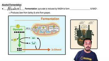 Alcohol Fermentation