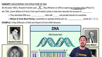 Discovering the Structure of DNA