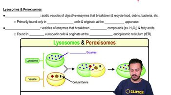 Lysosome & Peroxisome