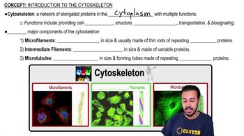 Introduction to the Cytoskeleton