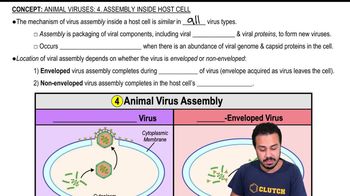 Animal Viruses: 4. Assembly Inside Host Cell