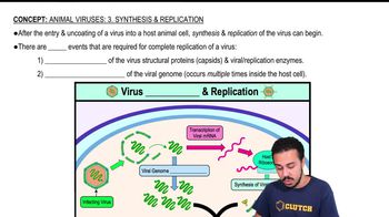 Animal Viruses: 3. Synthesis & Replication