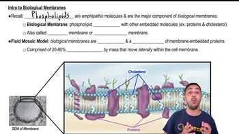 Intro to Biological Membranes