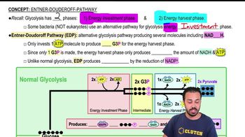 Entner-Doudoroff Pathway