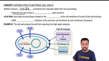 Introduction to Bacterial Cell Walls