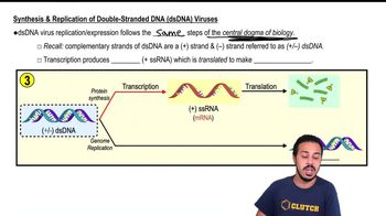 Replication of Double-Stranded DNA (dsDNA) Viruses