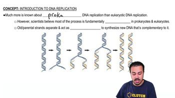 Introduction to DNA Replication