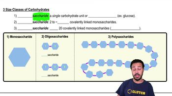 3 Size Classes of Carbohydrates