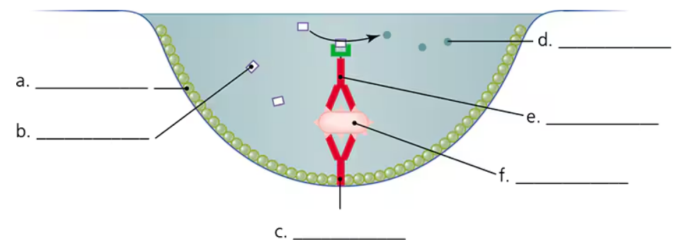 Diagram of an antibody sandwich ELISA showing antigen binding between capture and detection antibodies with labeled components.