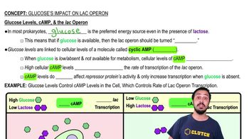 Glucose Levels, cAMP, & the Lac Operon