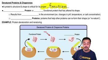 Denatured Proteins & Chaperones