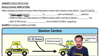 Electron Carriers:NADH & FADH2