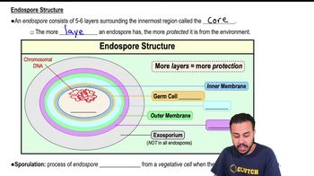Endospore Structure