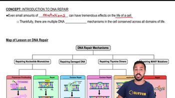 Introduction to DNA Repair