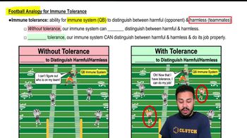 Football Analogy for Immune Tolerance