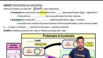 Prototrophs vs. Auxotrophs