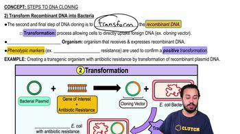 2) Transform Recombinant DNA into Bacteria