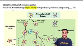 Introduction to T Lymphocytes