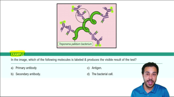 Immunoassay: Fluorescent Antibody Tests Example 1