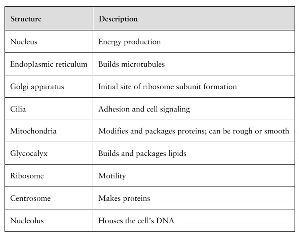 Table matching cell structures with their functions, listing organelles and their described roles in the cell.