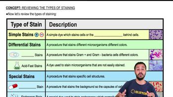 Reviewing the Types of Staining