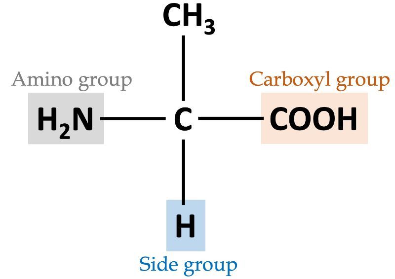 Diagram showing alanine's amino, carboxyl, and side groups.