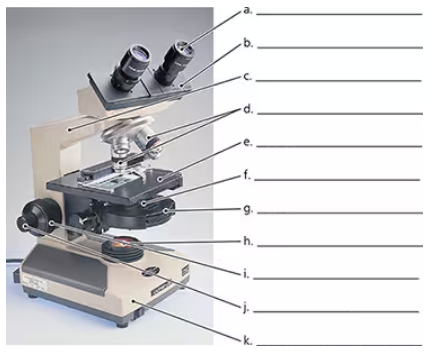 Microscope with labeled parts including eyepieces, objective lenses, stage, focus knobs, and base.